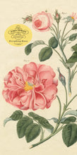Load image into Gallery viewer, John Derian Notepad