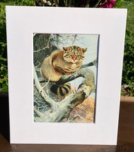Load image into Gallery viewer, Grumpy Cat Print in White Matte