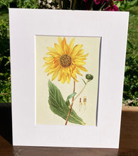 Load image into Gallery viewer, Sunflower Print in White Matte
