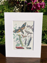 Load image into Gallery viewer, Moth and Caterpillar Print in White Matte