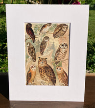 Load image into Gallery viewer, Owls Print in White Matte