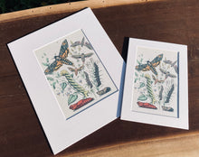 Load image into Gallery viewer, Moth and Caterpillar Print in White Matte
