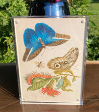 Load image into Gallery viewer, Double-Sided Butterfly and Flower Artwork in Acrylic Frame