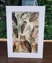 Load image into Gallery viewer, Owls Print in White Matte