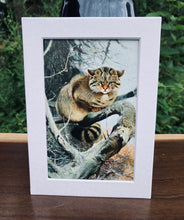 Load image into Gallery viewer, Grumpy Cat Print in White Matte