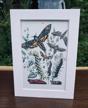Load image into Gallery viewer, Moth and Caterpillar Print in White Matte