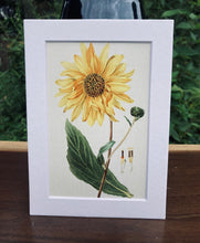 Load image into Gallery viewer, Sunflower Print in White Matte