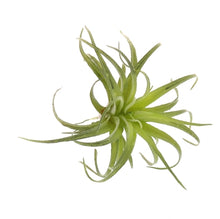 Load image into Gallery viewer, Faux Tillandsia, multiple styles
