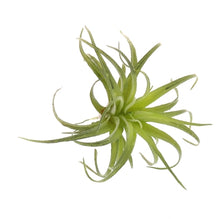 Load image into Gallery viewer, Faux Tillandsia, multiple styles