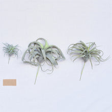 Load image into Gallery viewer, Faux Tillandsia, multiple styles