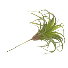 Load image into Gallery viewer, Faux Tillandsia, multiple styles