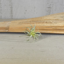 Load image into Gallery viewer, Faux Tillandsia, multiple styles