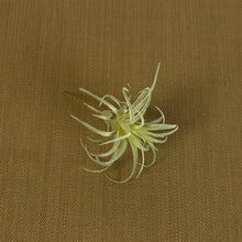 Load image into Gallery viewer, Faux Tillandsia, multiple styles