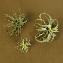 Load image into Gallery viewer, Faux Tillandsia, multiple styles