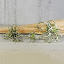 Load image into Gallery viewer, Faux Tillandsia, multiple styles