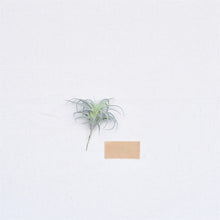 Load image into Gallery viewer, Faux Tillandsia, multiple styles
