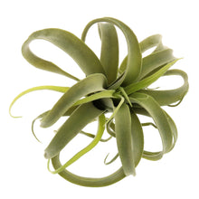 Load image into Gallery viewer, Faux Tillandsia, multiple styles