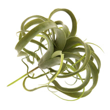 Load image into Gallery viewer, Faux Tillandsia, multiple styles
