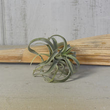 Load image into Gallery viewer, Faux Tillandsia, multiple styles
