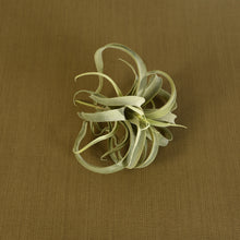 Load image into Gallery viewer, Faux Tillandsia, multiple styles