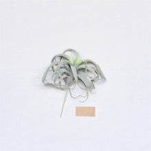 Load image into Gallery viewer, Faux Tillandsia, multiple styles
