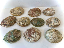 Load image into Gallery viewer, Large Abalone Shell/Dish