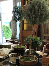 Load image into Gallery viewer, Mossy-Potted Topiary, multiple styles