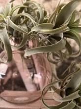Load image into Gallery viewer, Faux Tillandsia, multiple styles