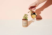 Load image into Gallery viewer, Brass Mister