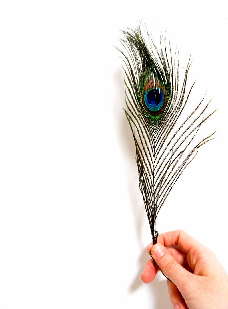 Cruelty-Free Natural Peacock Feather for Crafts & Home Decor (50 CT)