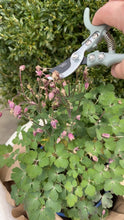 Load and play video in Gallery viewer, Gardening Shears/Pruner, multiple styles