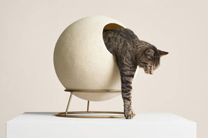 Designer Pet Globe