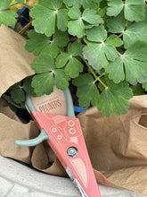 Load image into Gallery viewer, Gardening Shears/Pruner, multiple styles