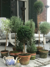 Load image into Gallery viewer, Mossy-Potted Topiary, multiple styles