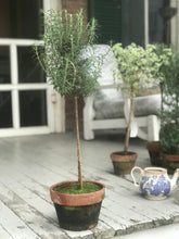 Load image into Gallery viewer, Mossy-Potted Topiary, multiple styles