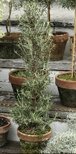 Load image into Gallery viewer, Mossy-Potted Topiary, multiple styles
