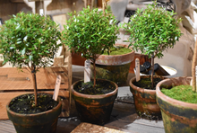 Load image into Gallery viewer, Mossy-Potted Topiary, multiple styles