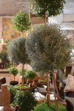 Load image into Gallery viewer, Mossy-Potted Topiary, multiple styles