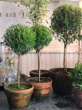 Load image into Gallery viewer, Mossy-Potted Topiary, multiple styles