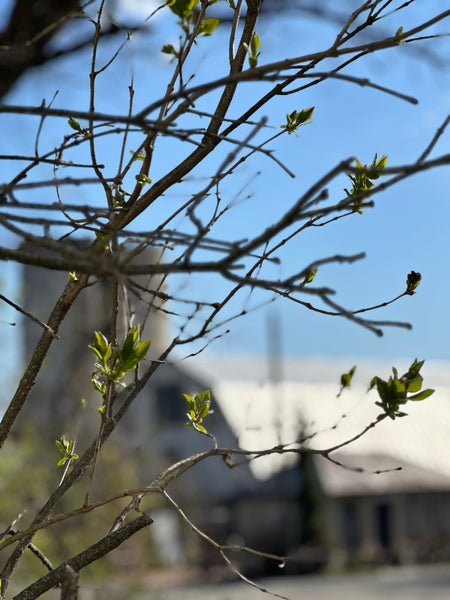 Forcing Branches 101