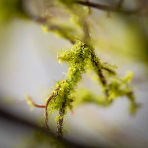 Faux Mossy Branch