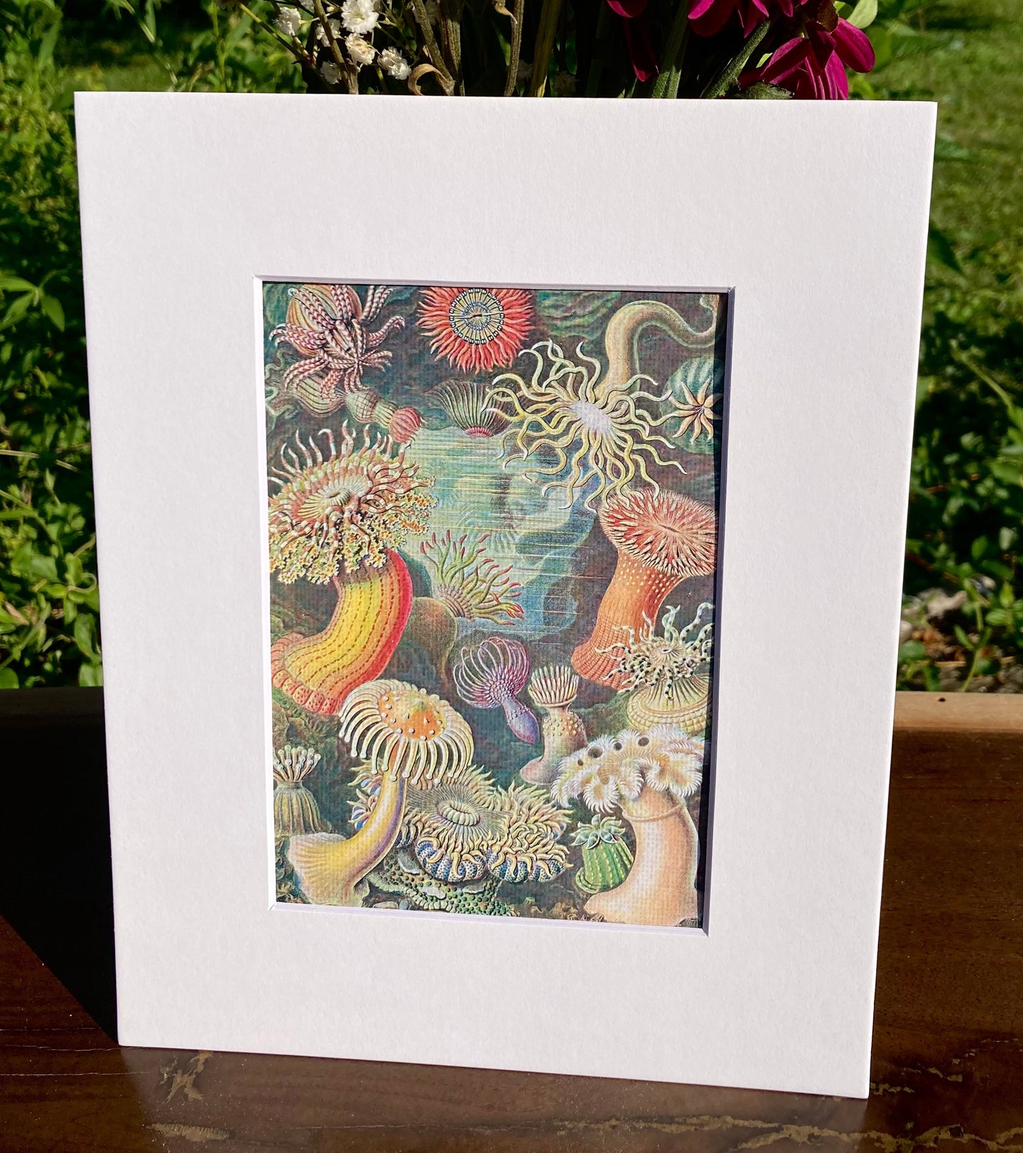 Sea Anemones Print in White Matte