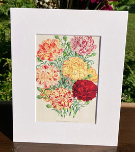 Carnations Print in White Matte