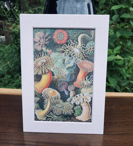 Sea Anemones Print in White Matte