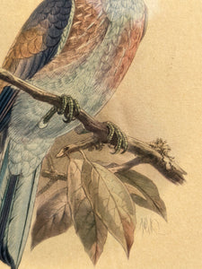 Bird Lithograph, multiple styles