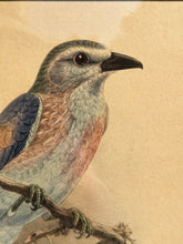 Load image into Gallery viewer, Bird Lithograph, multiple styles
