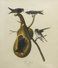Load image into Gallery viewer, Colossal Purple Martin Lithograph
