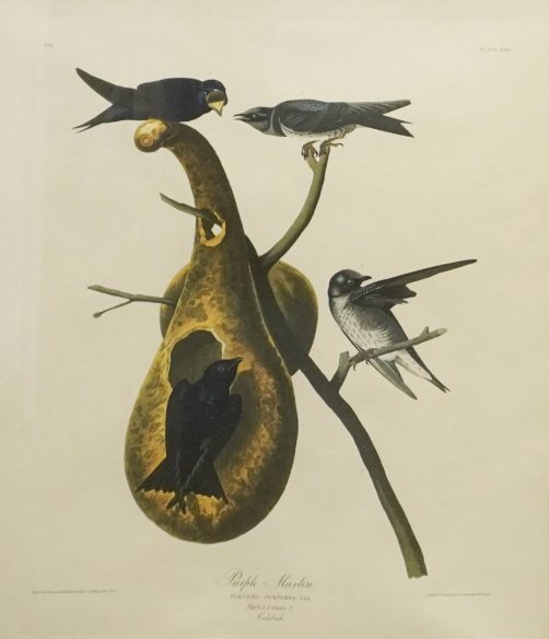 Colossal Purple Martin Lithograph