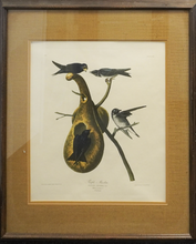 Load image into Gallery viewer, Colossal Purple Martin Lithograph
