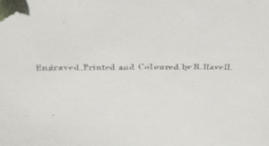 Colossal Purple Martin Lithograph
